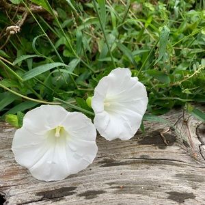 Meet your Posher, Debra